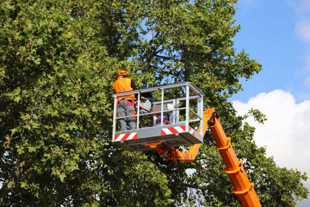 Tree and Shrub Care in North St Paul, MN